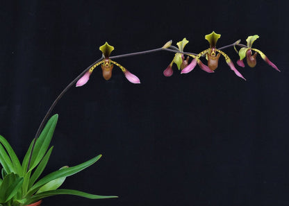 Paphiopedilum lowii