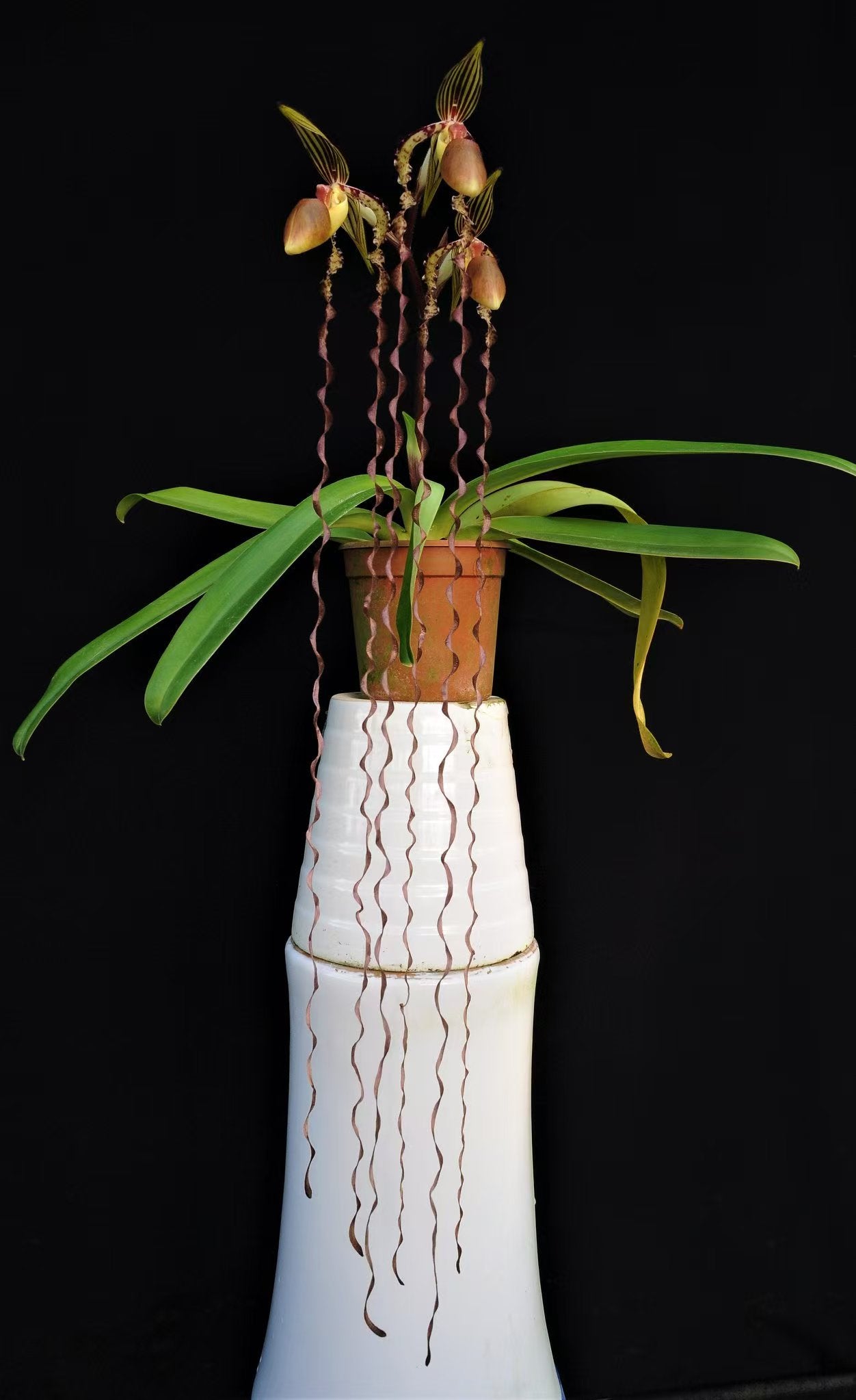 Paphiopedilum sanderianum