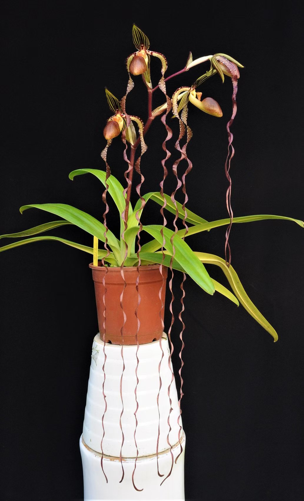 Paphiopedilum sanderianum