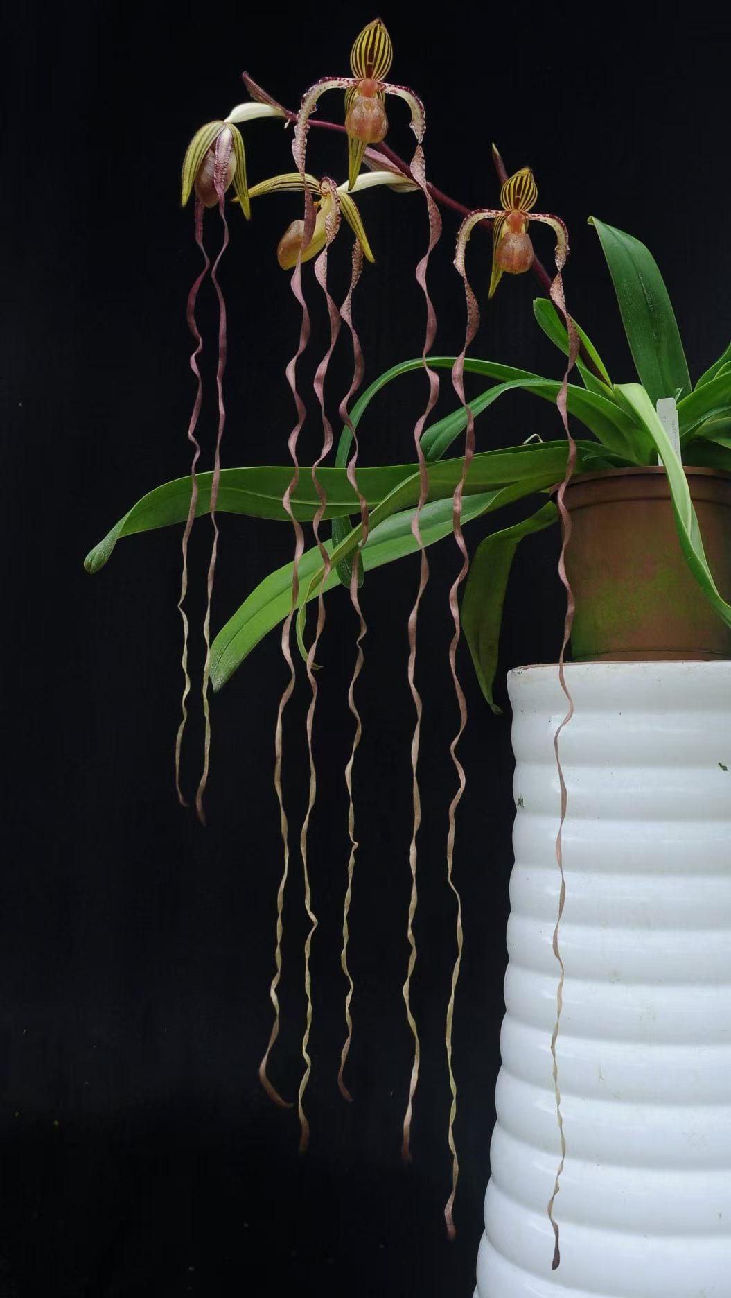 Paphiopedilum sanderianum