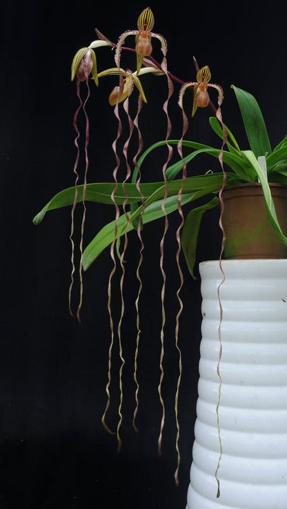 Paphiopedilum sanderianum