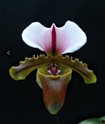 Paphiopedilum spicerianum