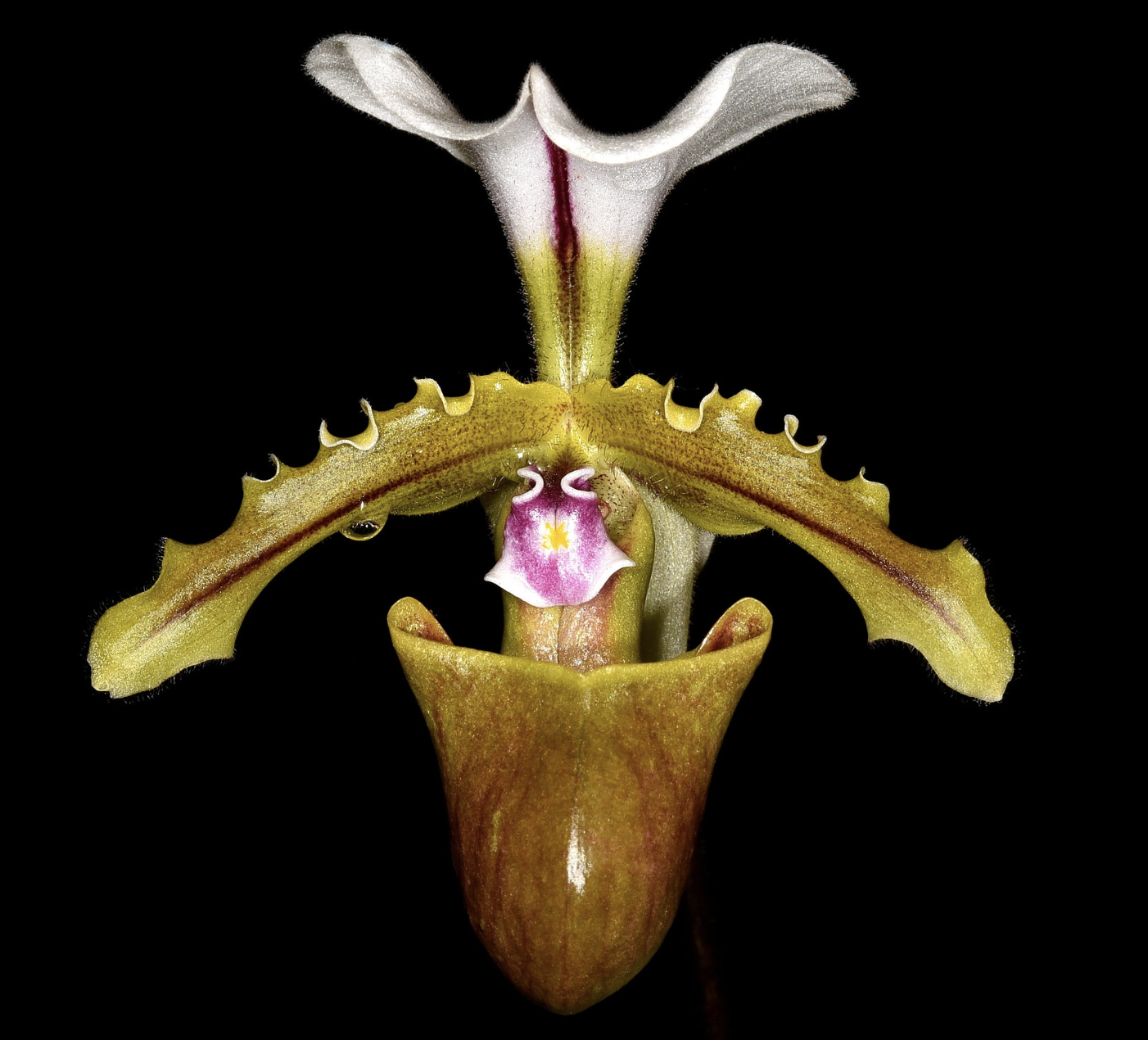 Paphiopedilum spicerianum