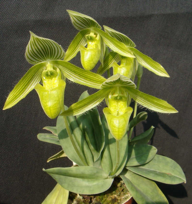 Paphiopedilum wardii