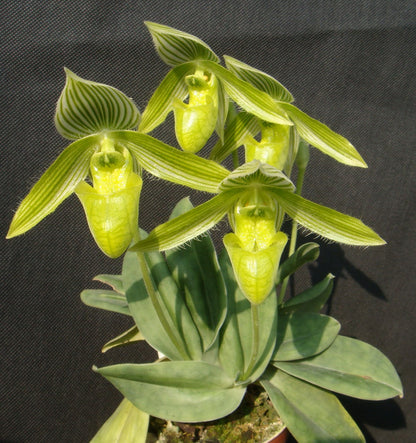 Paphiopedilum wardii