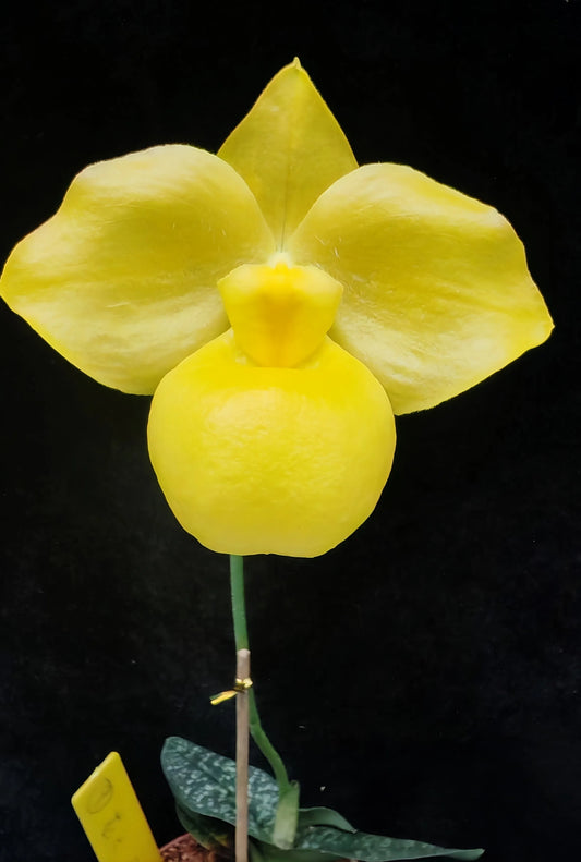 Paphiopedilum armeniacum album
