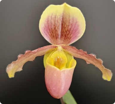 Paphiopedilum barbigerum v. coccineum x glaucophyllum