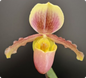 Paphiopedilum barbigerum v. coccineum x glaucophyllum