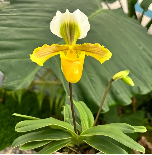 Paphiopedilum barbigerum x Maudea
