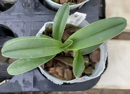 Paphiopedilum barbigerum x Maudea