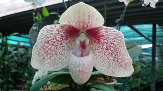 Paphiopedilum bellatulum x hangianum