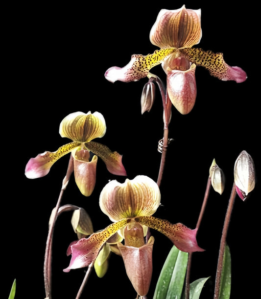 Paphiopedilum callosum x hirsutissimum