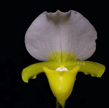 Paphiopedilum charlesworthii f. sandowiae (album)