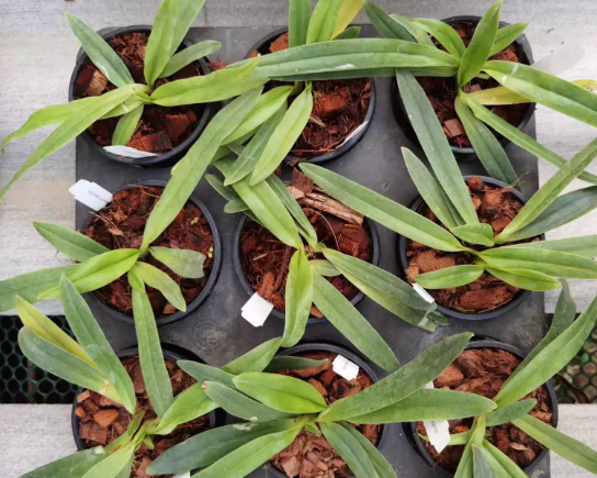 Paphiopedilum charlesworthii f. sandowiae (album)