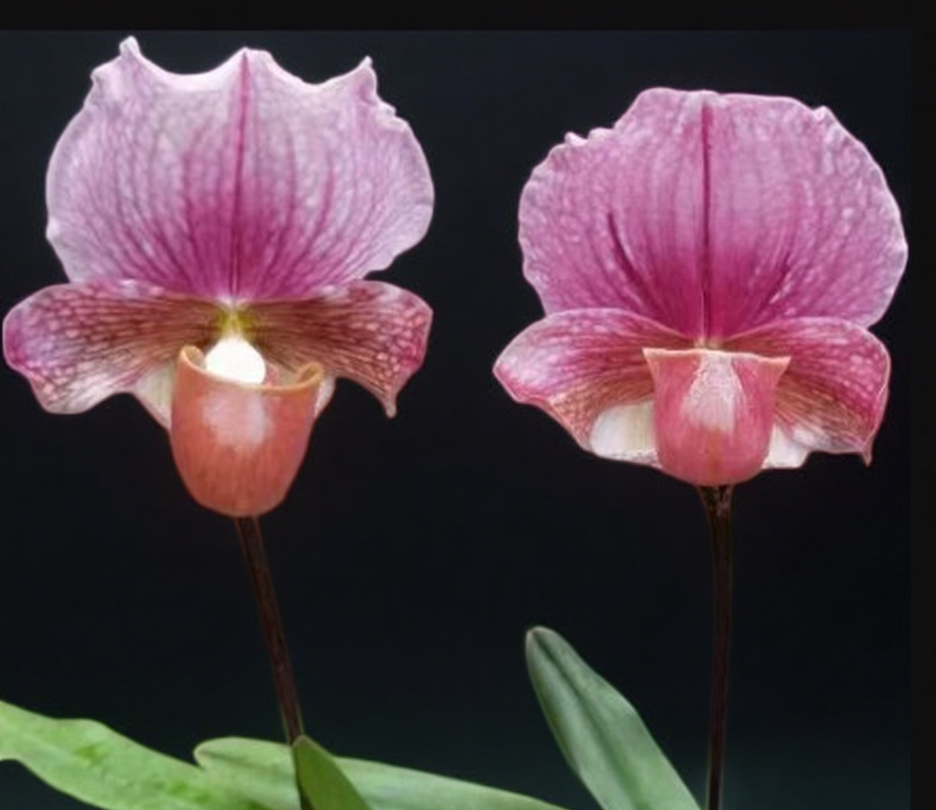 Paphiopedilum charlesworthii selected