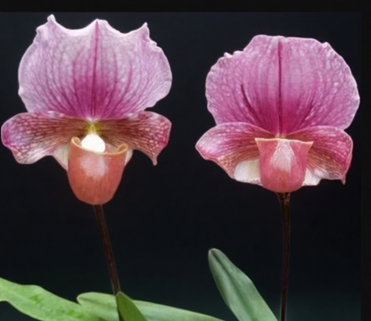 Paphiopedilum charlesworthii selected