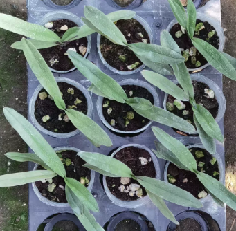 Paphiopedilum charlesworthii selected