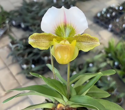Paphiopedilum charlesworthii x Maudea