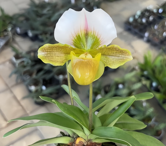 Paphiopedilum charlesworthii x Maudea