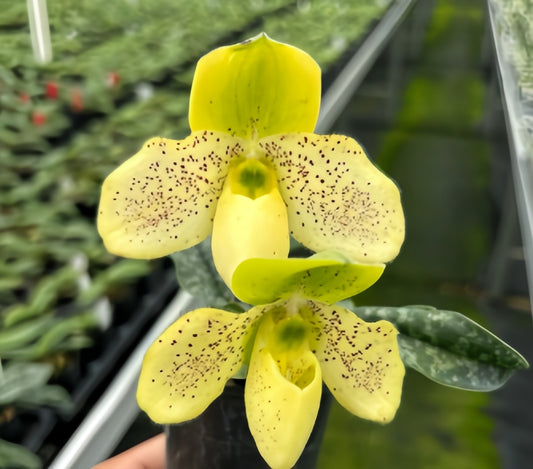 Paphiopedilum concolor x primulinum