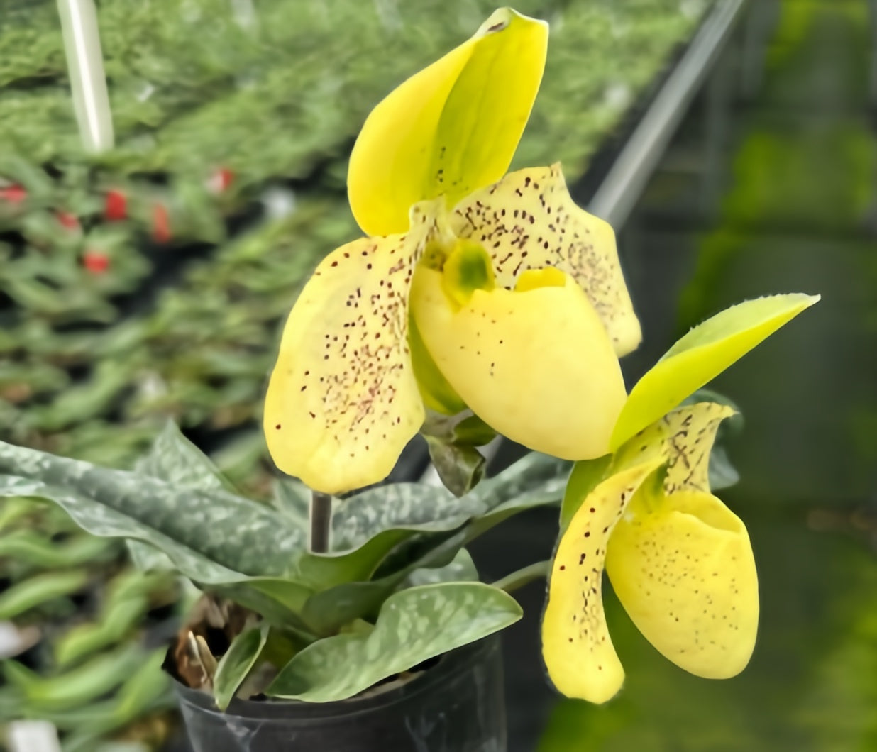 Paphiopedilum concolor x primulinum