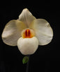 Paphiopedilum delenatii x Paphiopedilum armeniacum