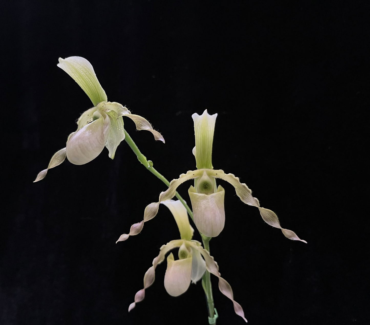 Paphiopedilum dianthum x primulinum