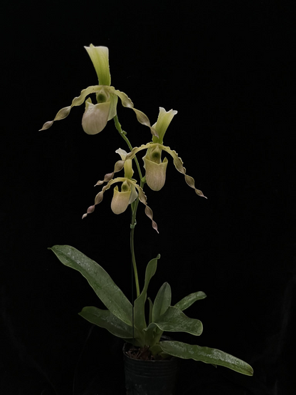 Paphiopedilum dianthum x primulinum