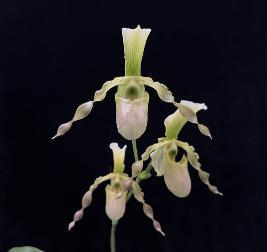 Paphiopedilum dianthum x primulinum