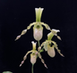 Paphiopedilum dianthum x primulinum