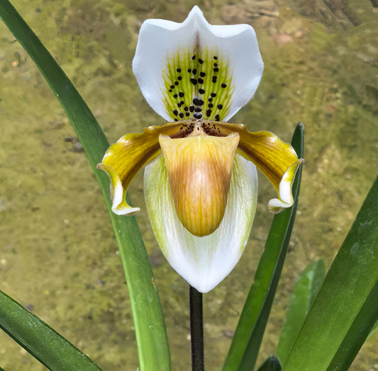 Paphiopedilum exul 3-4 growths