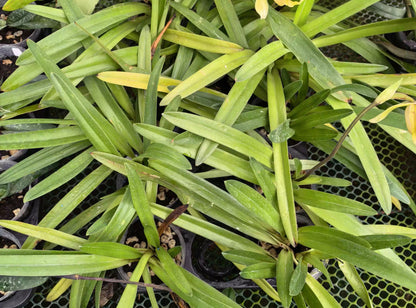 Paphiopedilum exul 3-4 growths