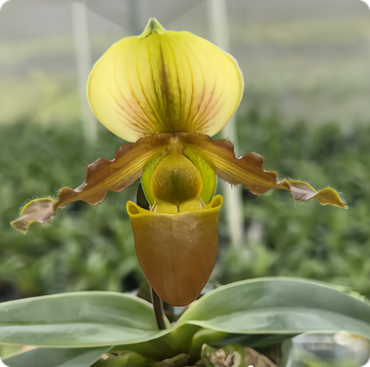 Paphiopedilum glaucophyllum x tranlienianum
