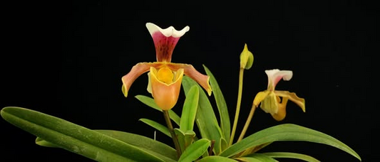Paphiopedilum gratixianum x charlesworthii