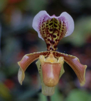 Paphiopedilum gratrixianum var. gratrixianum selected
