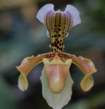 Paphiopedilum gratrixianum var. gratrixianum selected