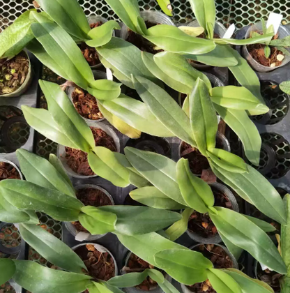 Paphiopedilum gratrixianum var. gratrixianum selected