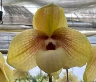 Paphiopedilum hangianum x malipoense
