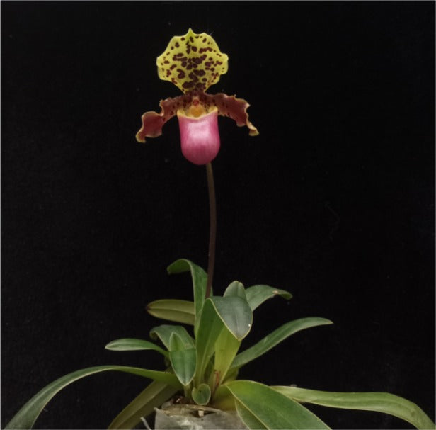 Paphiopedilum henryanum