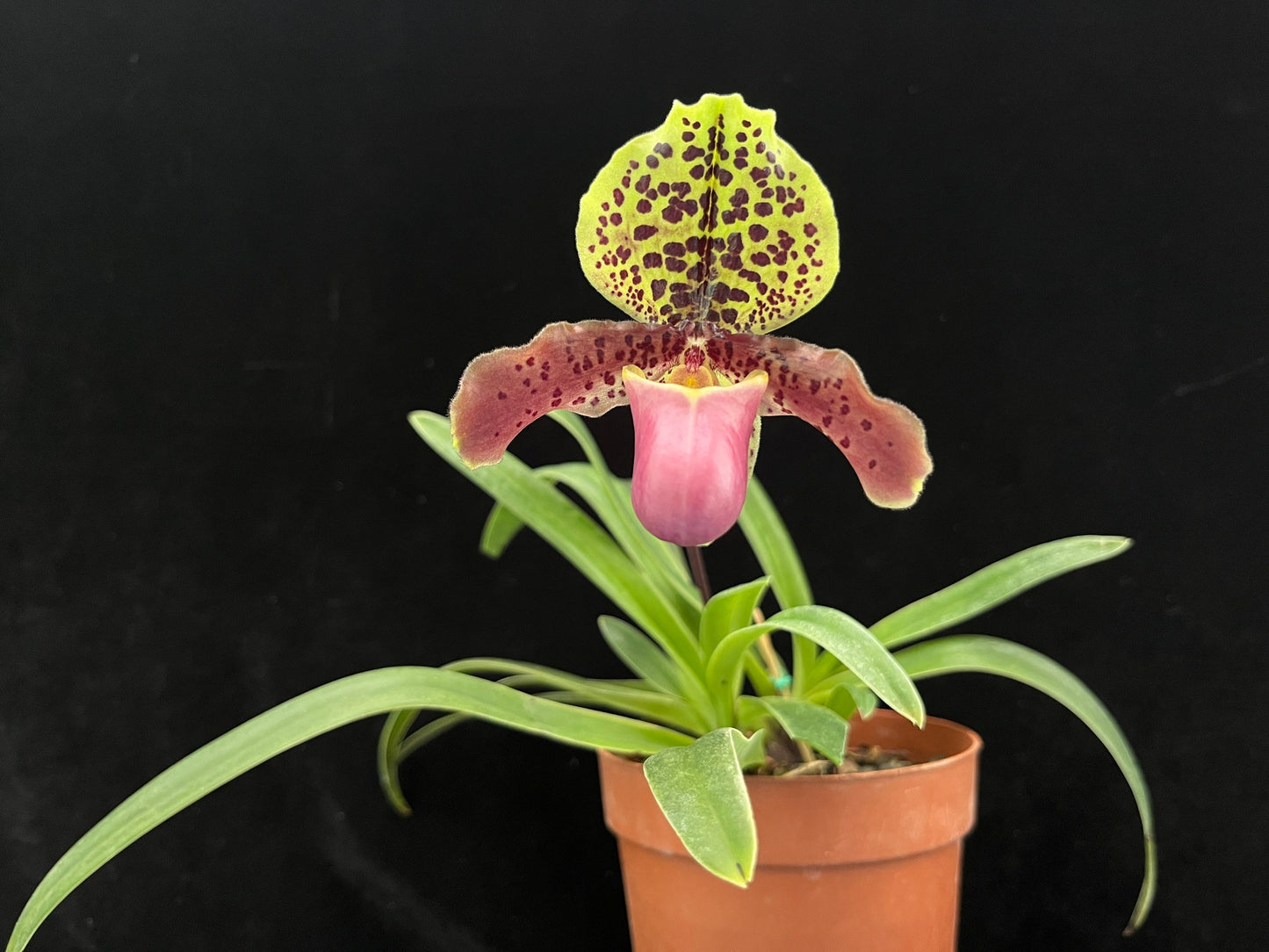Paphiopedilum henryanum