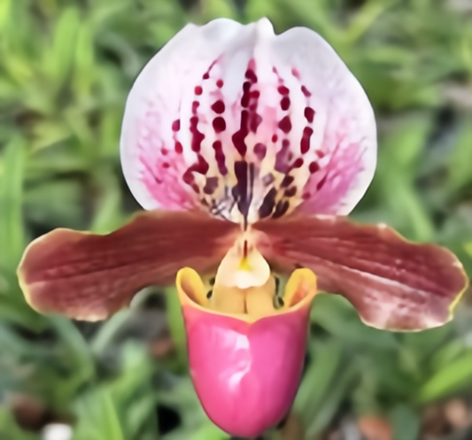 Paphiopedilum henryanum x charlesworthii