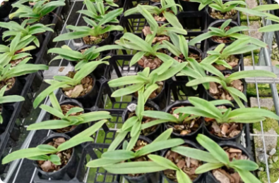 Paphiopedilum henryanum x charlesworthii