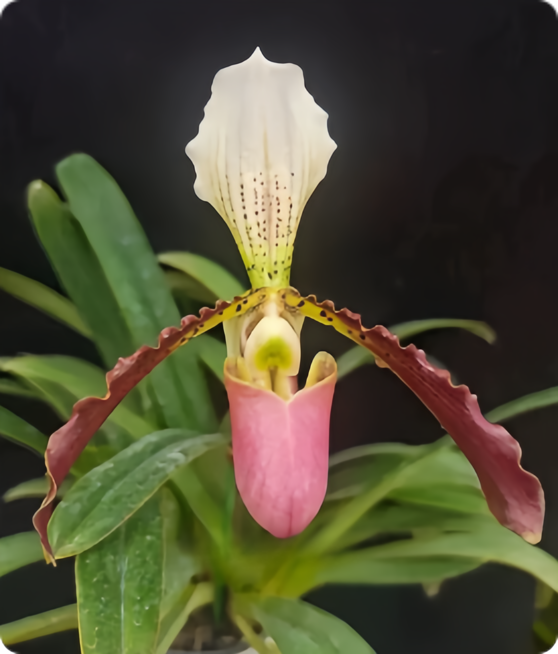 Paphiopedilum henryanum x dianthum
