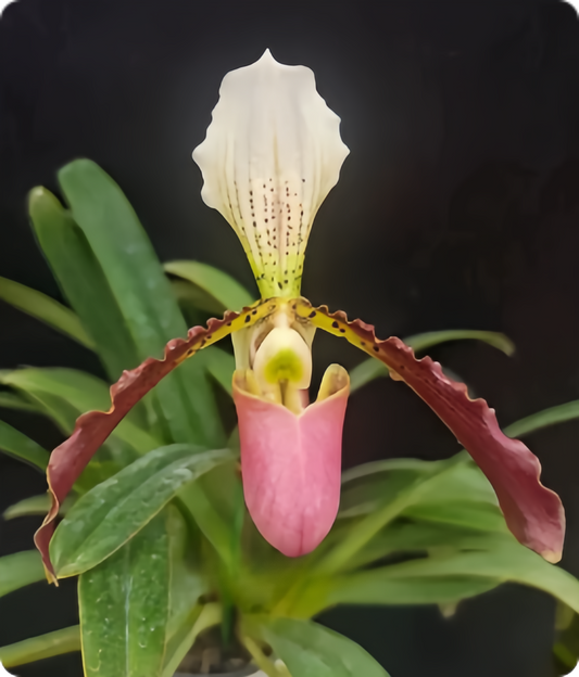 Paphiopedilum henryanum x dianthum