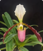 Paphiopedilum henryanum x dianthum