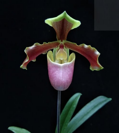 Paphiopedilum herrmanii