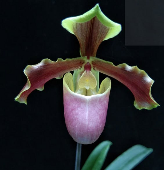 Paphiopedilum herrmanii