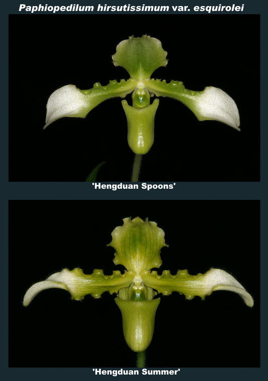 Paphiopedilum hirssutissimum album