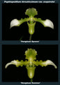 Paphiopedilum hirssutissimum album