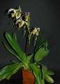 Paphiopedilum kolopakingii